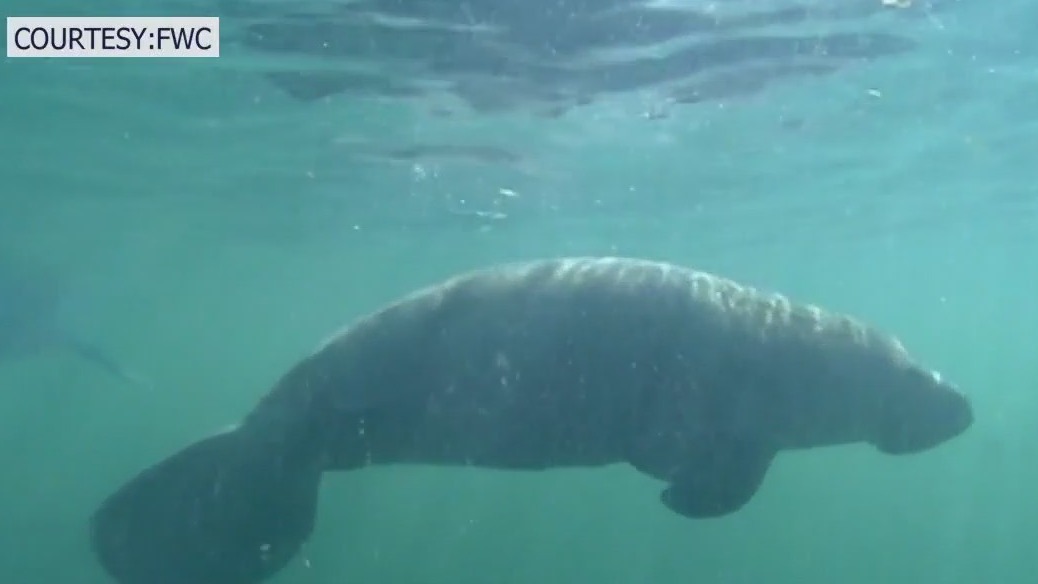 Over $130 million in funding goes toward saving manatees